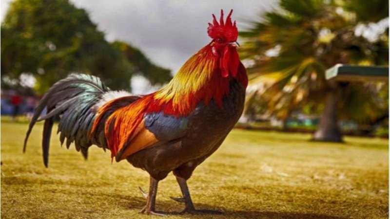 Bí quyết nuôi gà đá cần chọn giống loài phù hợp