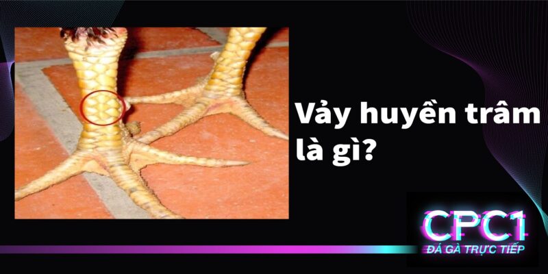Câu hỏi thường gặp về vảy gà huyền trâm là gì?