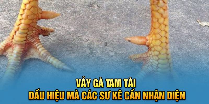 vảy gà tam tài là gì