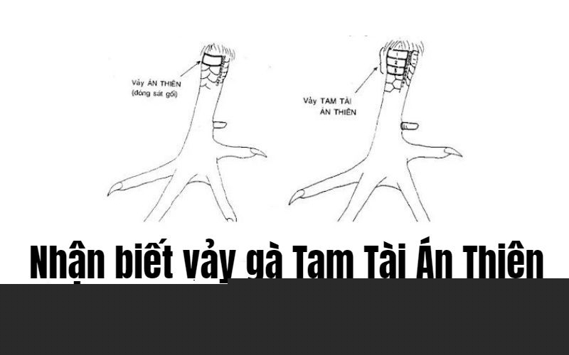Các câu hỏi thường gặp về vảy gà tam tài là gì?